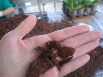 胡蝶蘭の植え替え 植込み材の種類