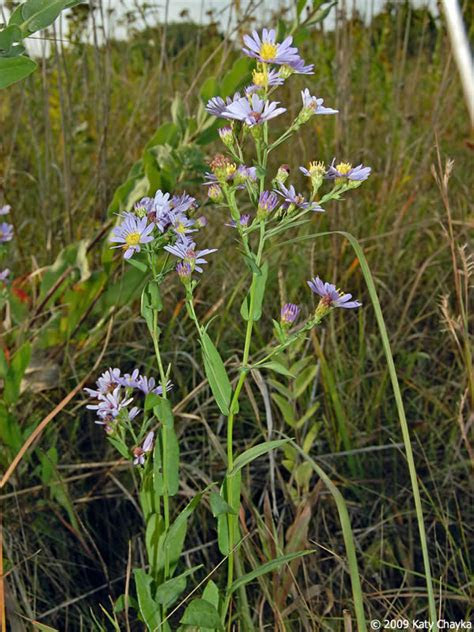 These festive and nutritious foods. Symphyotrichum laeve (Smooth Blue Aster): Minnesota