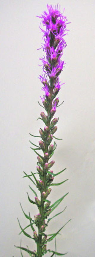 6月17日の誕生花 リヤトリス