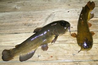 The Best Bullhead Catfish Fishing Tips You Ll Ever Find Part 1