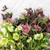 When Do Hellebores Flower : However, you will find them in garden centres more often in winter and spring.