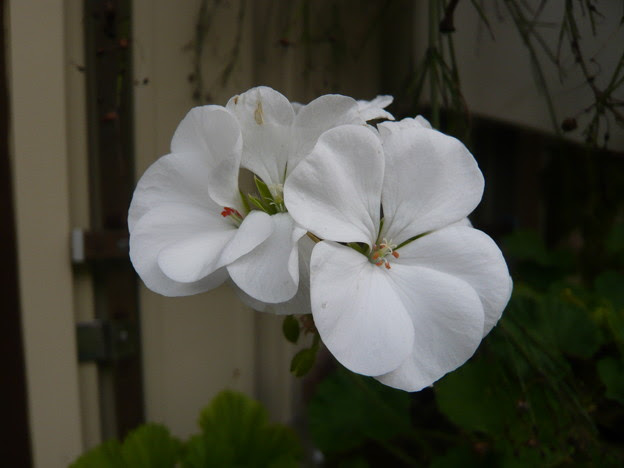 白いゼラニウムdmc Fx30 1 0397 写真共有サイト フォト蔵