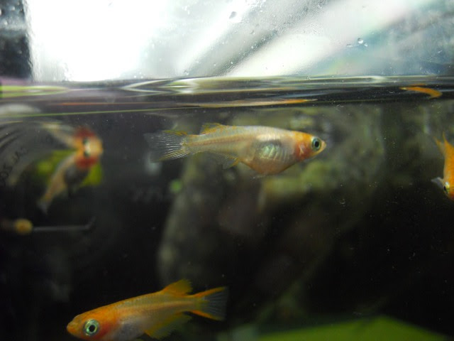 卵詰まりその後なんですがこ これは 月光蝶