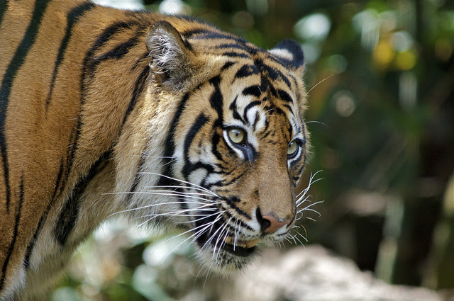 Sumatran Tiger