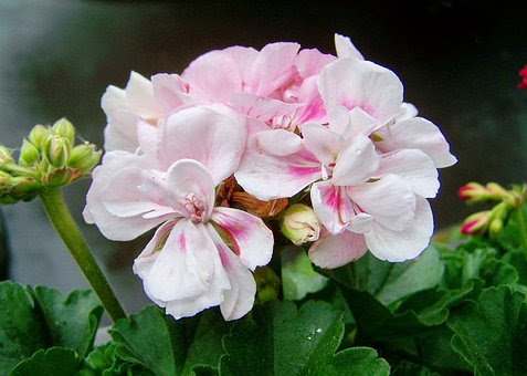 ゼラニウムの葉が黄色や白に変色する原因は何 植物navi