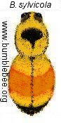 Bombus sylvicola