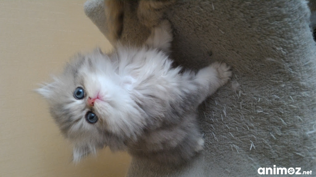 Venez Decouvrir Un Chat A Pattes Courtes Ile Et Vilaine 35 Gratuit Sur Animoz Net