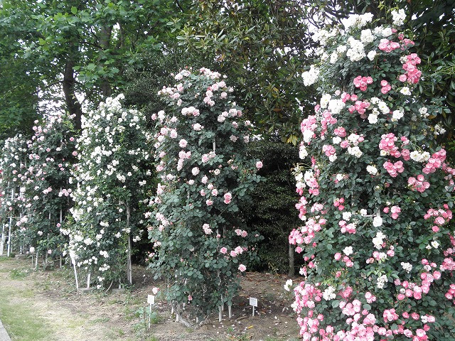 茨城県フラワーパーク バラ園 バラ園写真 石岡市バラ園 バラ園開花情報 開花 見ごろ 満開の時期はいつ