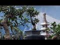 Bonsai Standort