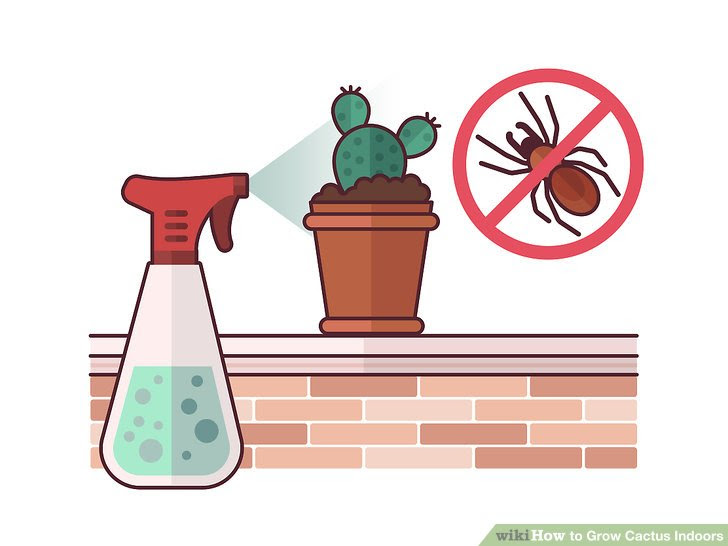 Grow Cactus Indoors Step 17.jpg
