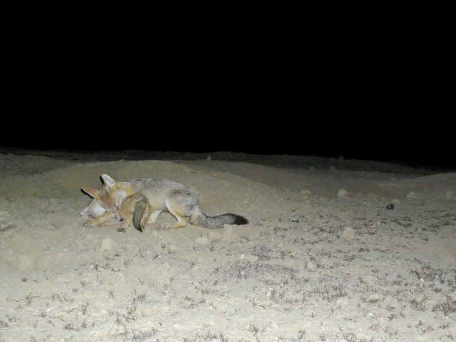 sj kit foxes