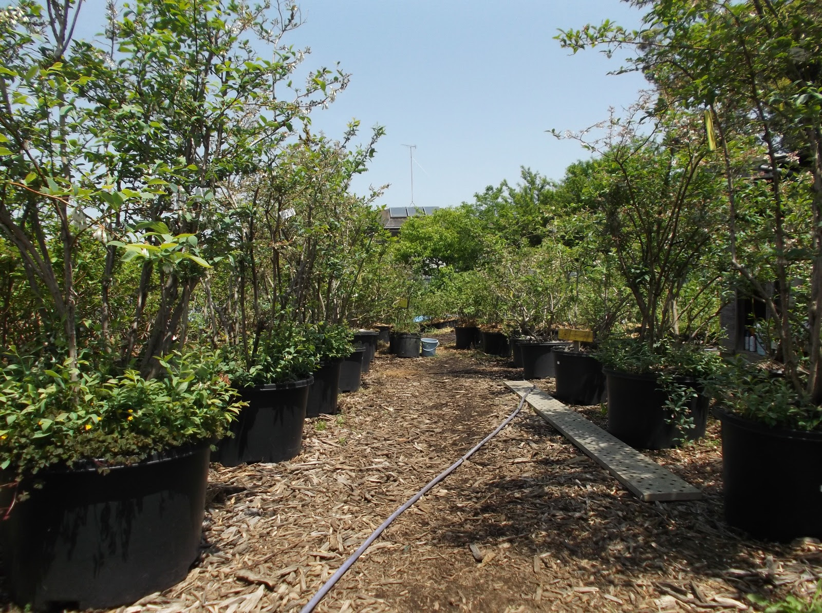 ブルーベリー造園ならabファーム ブルーベリー苗販売 ブルーベリー園造園