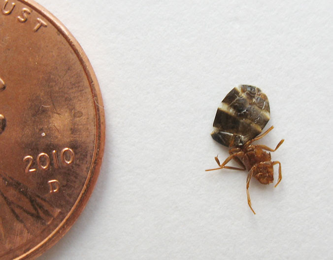 Carpet Beetles Vs Bed Bugs