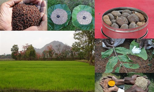 Validated and Potential Medicinal Rice Formulations for Hypertension (उच्च रक्तचाप) with Diabetes mellitus Type 2 (डायबीटीज) Complications (TH Group-328 special) from Pankaj Oudhia’s Medicinal Plant Database by Pankaj Oudhia