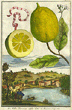 Lime over lakeland copy.jpeg