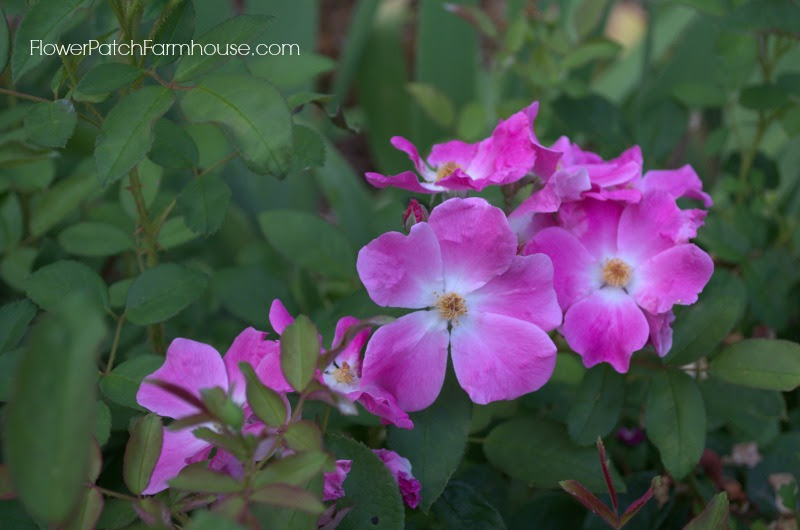 Nearly Wild Rose 8, FlowerPatchFarmhouse.com
