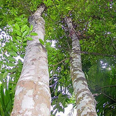 Agarwood (Oud) CO2 Extract (Assam)
