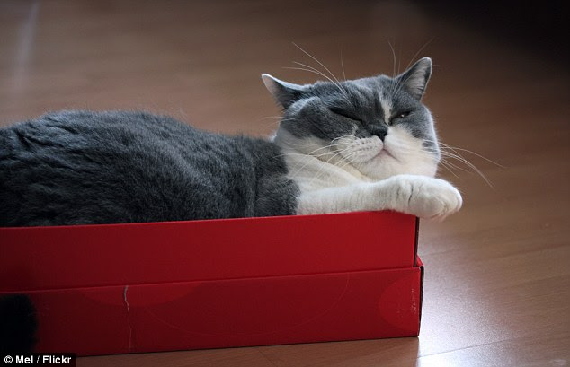 Research by Utrecht University in the Netherlands has found cats prefer boxes because the enclosed space makes them feel secure, acting as a coping mechanism when they feel stressed