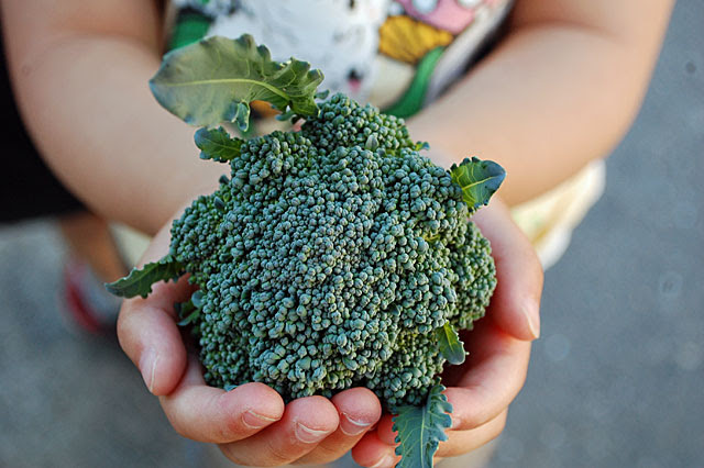 茎ブロッコリー スティックセニョール の頂花蕾を収穫 側花蕾の成長を促します 子供と楽しむ たかみん菜園ライフ