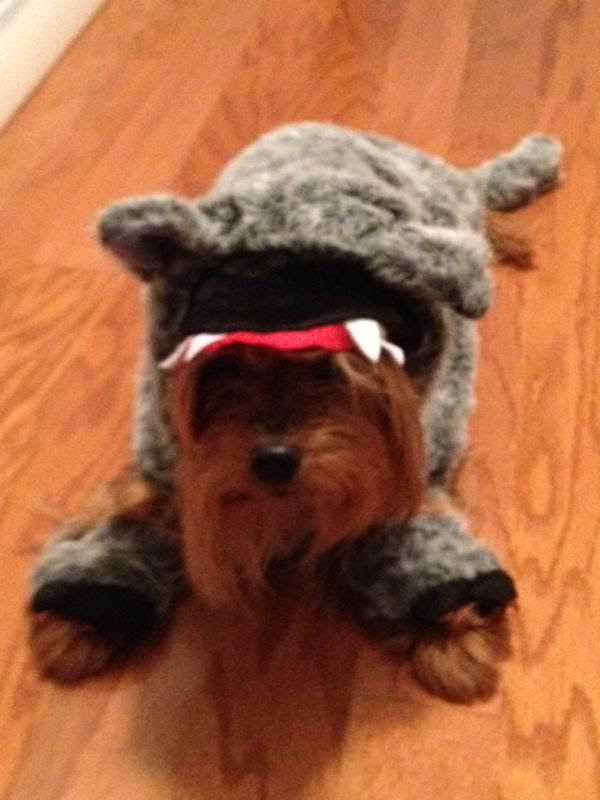Big Bad Wolf Halloween Dog Costume  BaxterBoo