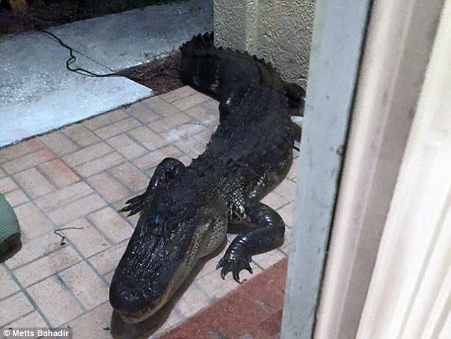 Knock knock: This terrifying 10-foot alligator was found clawing at the back door of a home in Lutz, Florida, last Thursday. Inside were a family-of-four 