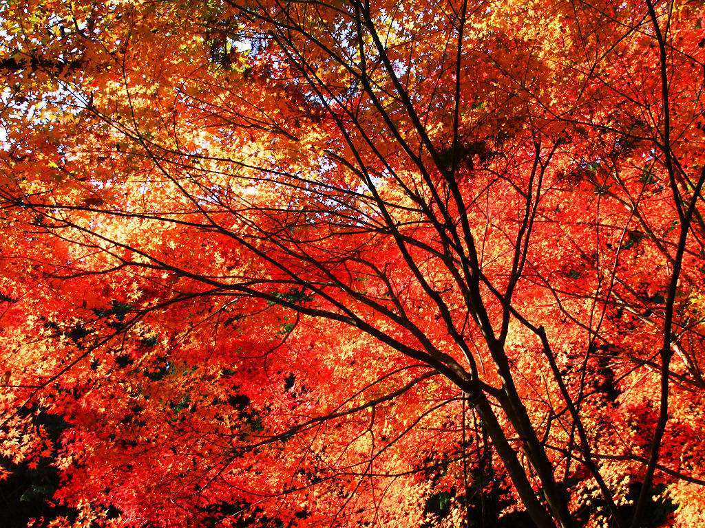 壁紙 紅葉 兵庫と神戸の写真ブログ