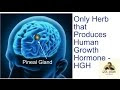 Most Beneficial Herb Known Produces HGH