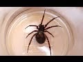 How To Identify A False Widow Spider : Latrodectus Wikipedia : Want to tell the difference between a false and a black widow?