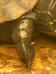 カメの皮膚病治療 クサガメの水カビ病