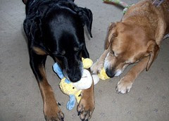 SimplyFidoToy_LolaSophie_32011e