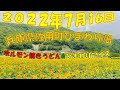 兵庫県 ひまわり畑 2022 148409-兵庫県 ひまわり畑 2022