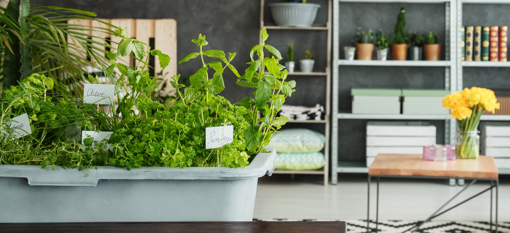 お気に入りのハーブをおしゃれにする植木鉢 ハーブの育て方と寄せ植えの作り方も 植木鉢ナビ