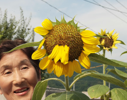 赤穂民報 ヒマワリの真ん中から花びら