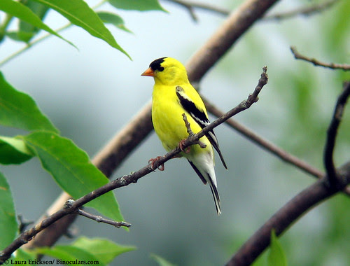 American Goldfinch