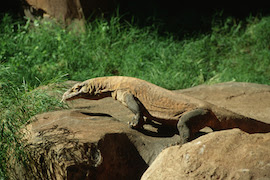 Komodo Dragon on the Maharajah Jungle Trek