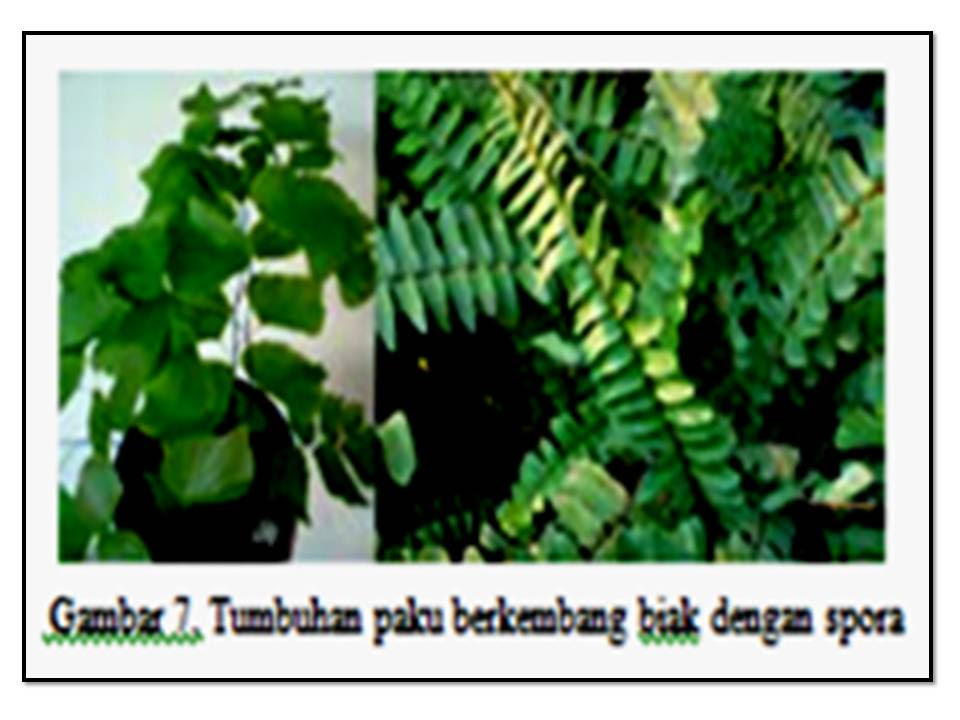 Biologi Karang Jenis Perkembangbiakan Tumbuhan dan Hewan 