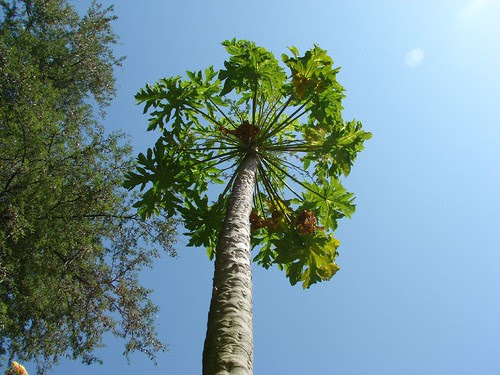 Papaya