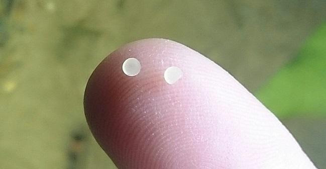コリドラスの繁殖を考える アクアルバム