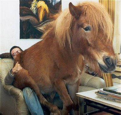 funny horses. A horse sitting on a man#39;s lap