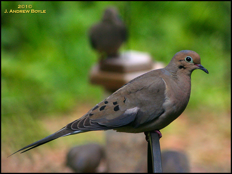 Mourning Dove