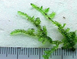 Evregreen ウィローモス