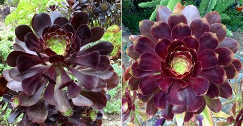 Lettuce, carrots, beets, parsnips, potatoes, celeriac, radishes, spinach, · february: Aeonium 'Voodoo' (Giant Red Aeonium) | World of Succulents