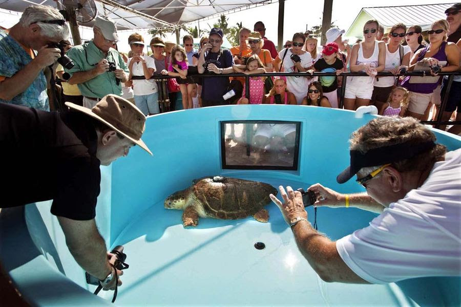 Kahuna Tortoise returns home