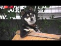 √無料でダウンロード！ 世界 一 かっこいい 犬 116991