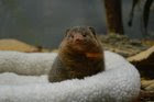 This pygmy mongoose stole my heart at the National Zoo