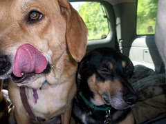 Car_SophieTut_51909d