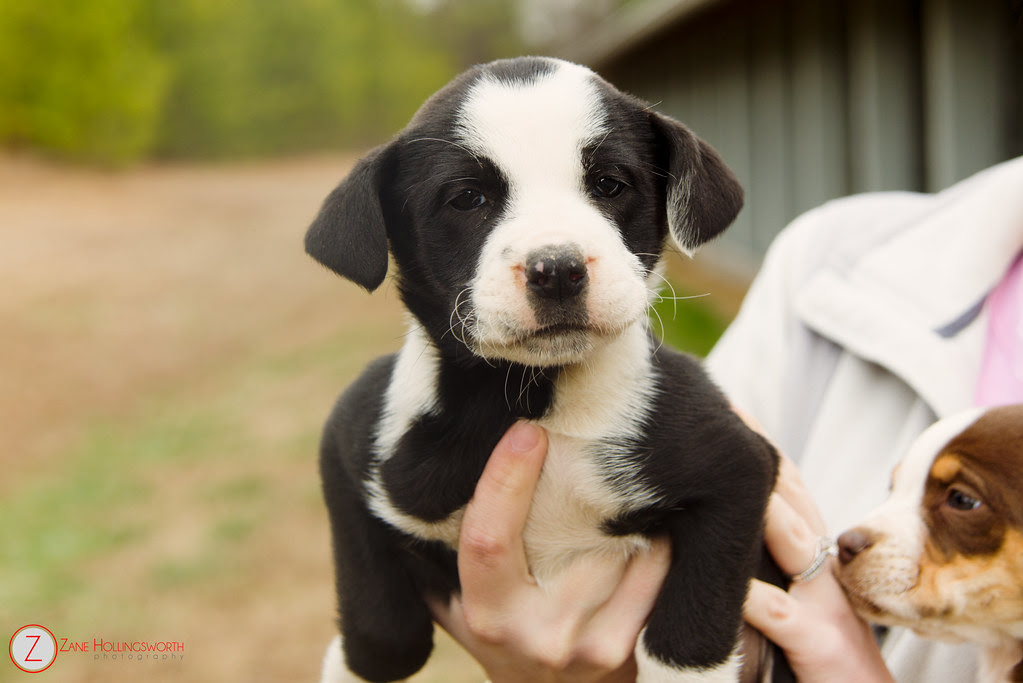 Available at the Gordon County Animal Shelter. 706.629.3327