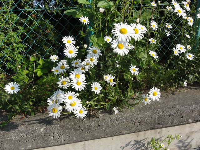 雑草の白い花の光景 北海道の公園 国立 国定 道立 地域の公園 広場 記念碑 史跡地 銅像 お堂