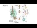 松の花の作り 170079-松の花の作り方