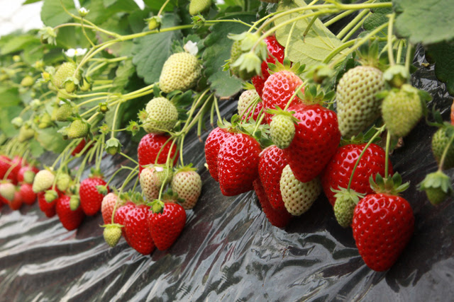 いちご狩り案内 神奈川県平塚市のいちご狩り園 高梨いちご園